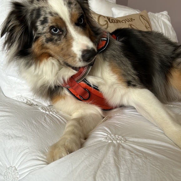 Large dog walking harness - Picture 2 of 6